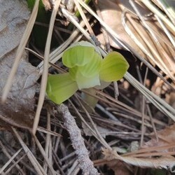 산채소심 산채소심