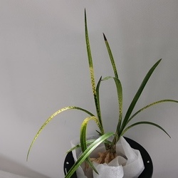 사피 사피