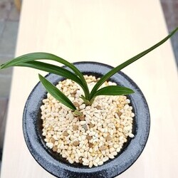 산반 산반