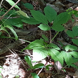 심산행 심산행