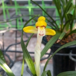 황화 황화